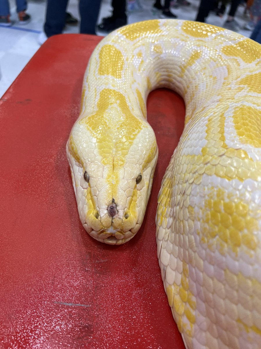 Reptile World is always the BEST way to end an epic Gator Week! Students saw &amp; learned about an alligator snapping turtle, beaded lizard, American alligator, Mexican milk snake, an anaconda, copperhead, cobra &amp; were able to touch an almost 16-ft albino python! 🐊🦎🐍 <a href="/GESGATOR/">Garrisonville Elem.</a>