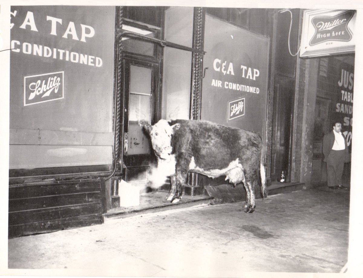 The C&amp;A Tap at 744 S Dearborn St.  This photo dates back to February of 1958 when a herd of 8 cattle en route to the Union Stock Yards broke out of the truck with one heading straight to the tavern. 

#FormerTavernFriday