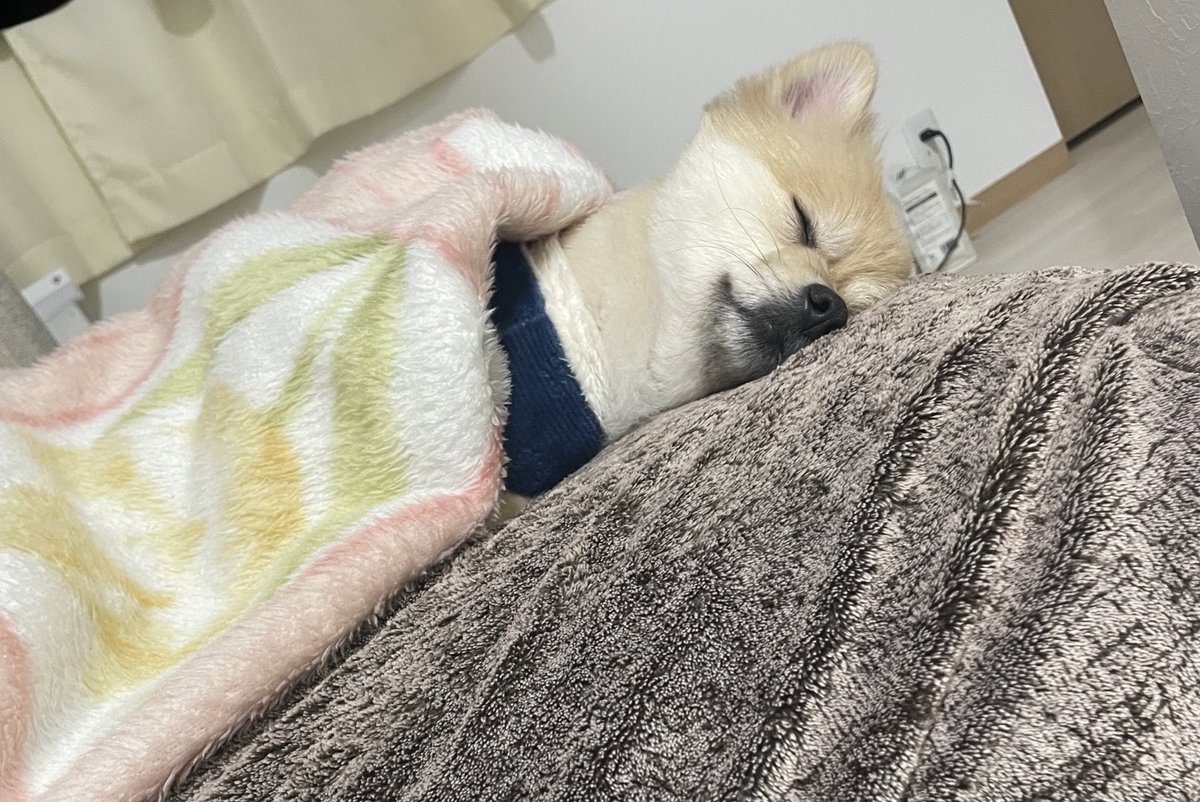 kotetsu7kg's tweet photo. 爆睡 https://t.co/0QKjFRMzxi