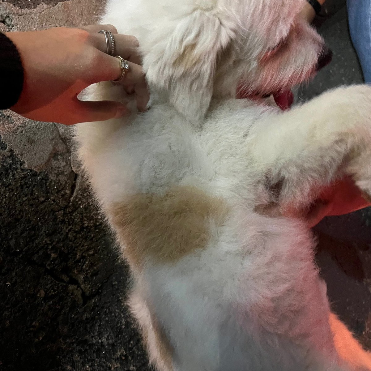 maahguima_'s tweet photo. Pessoal, achei um cachorrinho perdido na Av Renato Maia, em Guarulhos! Ele é branquinho e tem umas manchas marrom no corpo, super dócil. Trouxe ele pra casa pra tentar envontrar o dono dele. Se for de alguém ou souberem de algo, me avisem. E se puder comparilhar, agradeço! https://t.co/sYfFQBTXzk