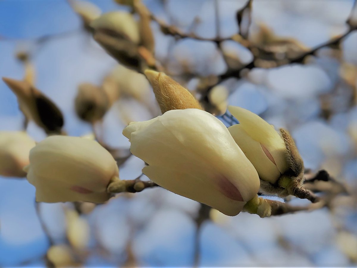 SouToku_4970's tweet image. ／
☀️　土曜日、こんにちは！
＼

今週も、お疲れさまでした。

よい週末を、お過ごしください😊！

ハクモクレンが、もう少しで咲きそうでした✨

#こんにちは
#Goodafternoon

#Доброгодня（🇺🇦　ドーブロゴ ニャー）