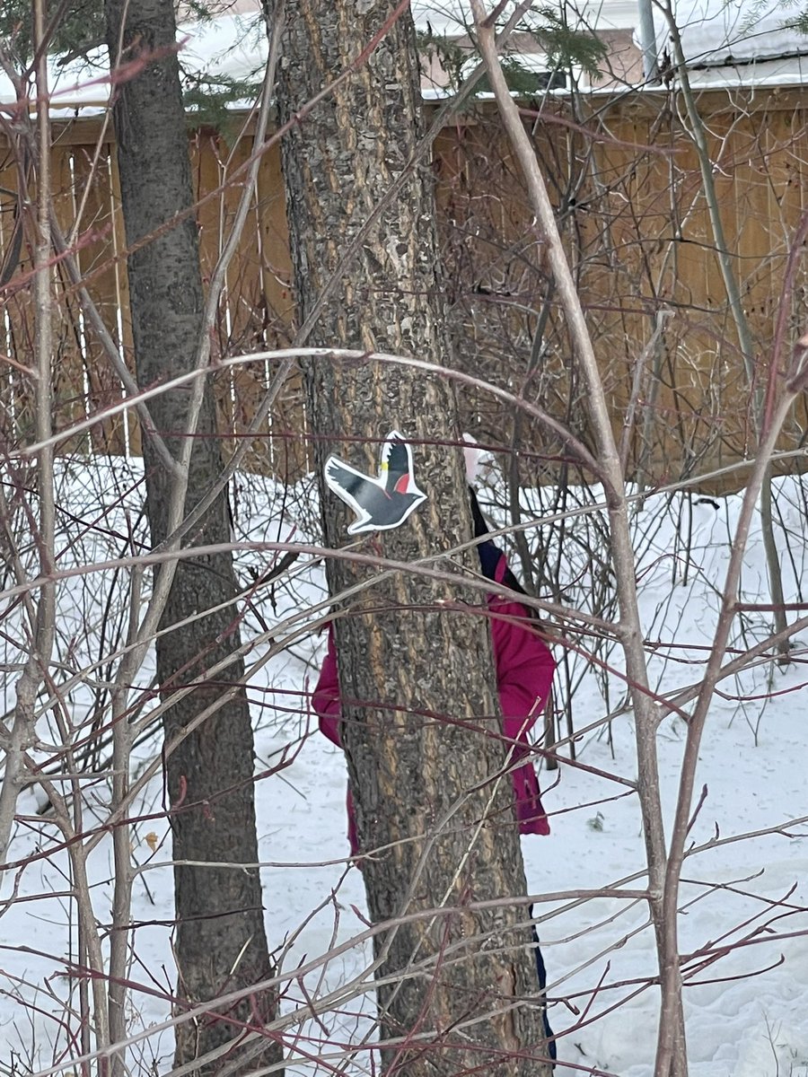 Learning on the land today! Big thank you to Malaspina’s IEW, Danielle, for a great morning and bird scavenger hunt in the deep snow ❄️ 🦅❤️