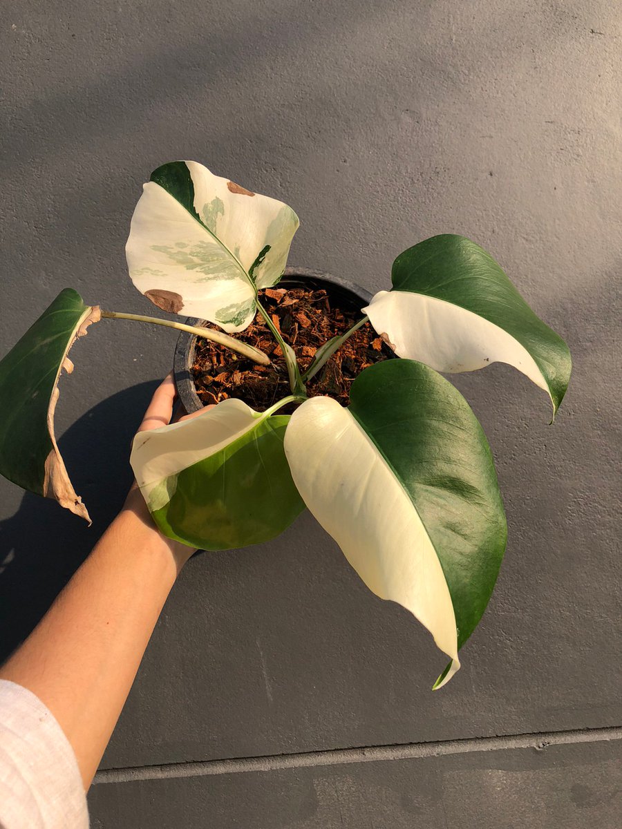 TT_plantstore's tweet photo. 🌱Monstera Albo Half  

Tonmong Tonmai 🪴 Rare plants, variegated plants shop 🇹🇭
✈️ Worldwide shipping
 Please  https://t.co/iNsRxJGkyv 

#monstera #Monsteraalbo #plants #planttwitter  #rareplants  #Albo #indoorplants #plantgarden #gardening https://t.co/3qVw0tmCMs