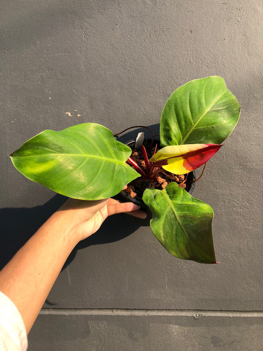TT_plantstore's tweet photo. 🌱Philodendron Yellow flame

Tonmong Tonmai 🪴 Rare plants, variegated plants shop 🇹🇭
✈️ Worldwide shipping
 Please  https://t.co/iNsRxJGkyv 

#monstera #philodendron  #yellowflame #aroid #plants #planttwitter  #rareplants  
#indoorplants #plantgarden #gardening https://t.co/XyDKjO9LYd