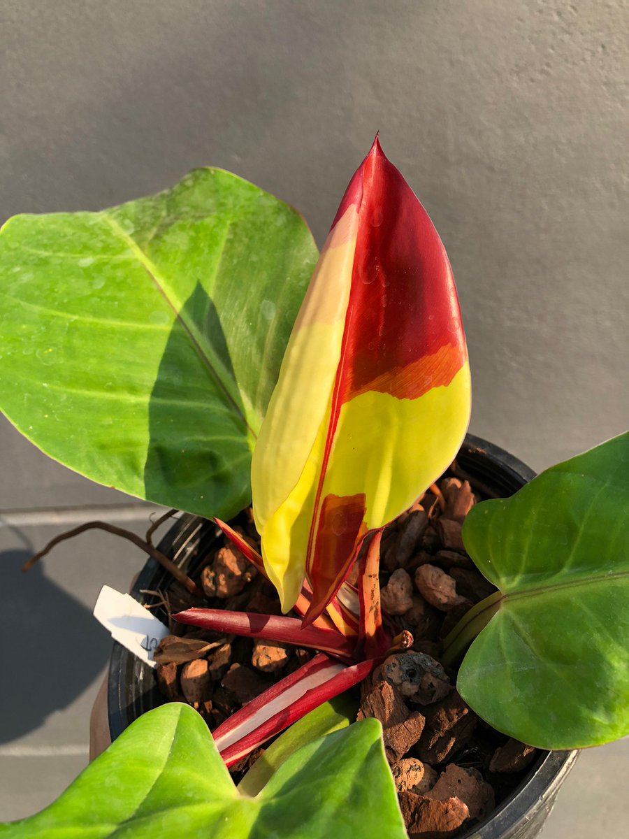 TT_plantstore's tweet photo. 🌱Philodendron Yellow flame

Tonmong Tonmai 🪴 Rare plants, variegated plants shop 🇹🇭
✈️ Worldwide shipping
 Please  https://t.co/iNsRxJGkyv 

#monstera #philodendron  #yellowflame #aroid #plants #planttwitter  #rareplants  
#indoorplants #plantgarden #gardening https://t.co/XyDKjO9LYd