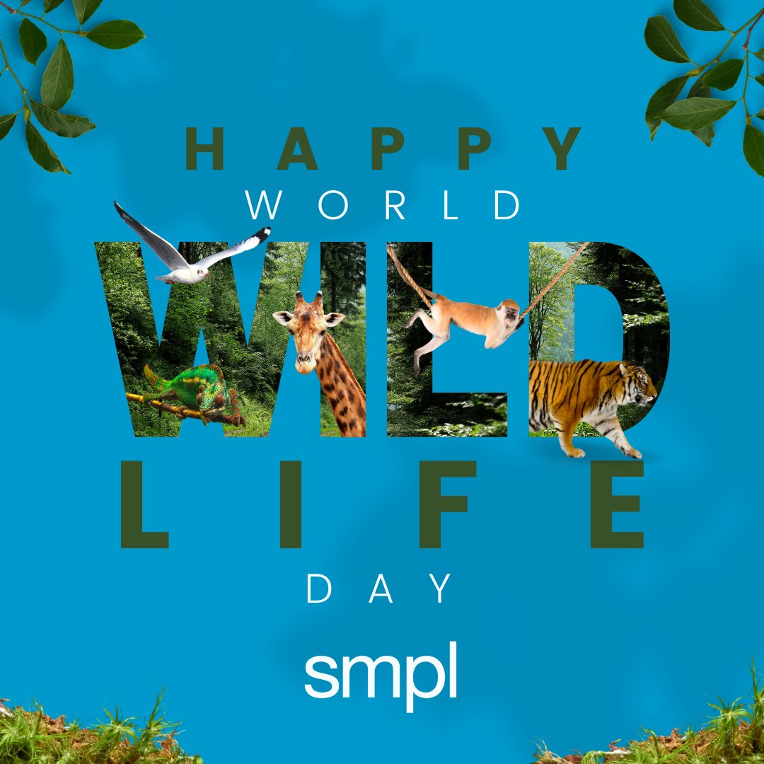 teamsmplco's tweet photo. Happy #WorldWildlifeDay! Let's celebrate the incredible diversity of life on our planet. Let's do our part to safeguard the habitats and populations of our planet's wildlife for future generations. #WildlifeConservation #ProtectOurPlanet  #Biodiversity #Conservation #Nature https://t.co/zSZBkiFvB5