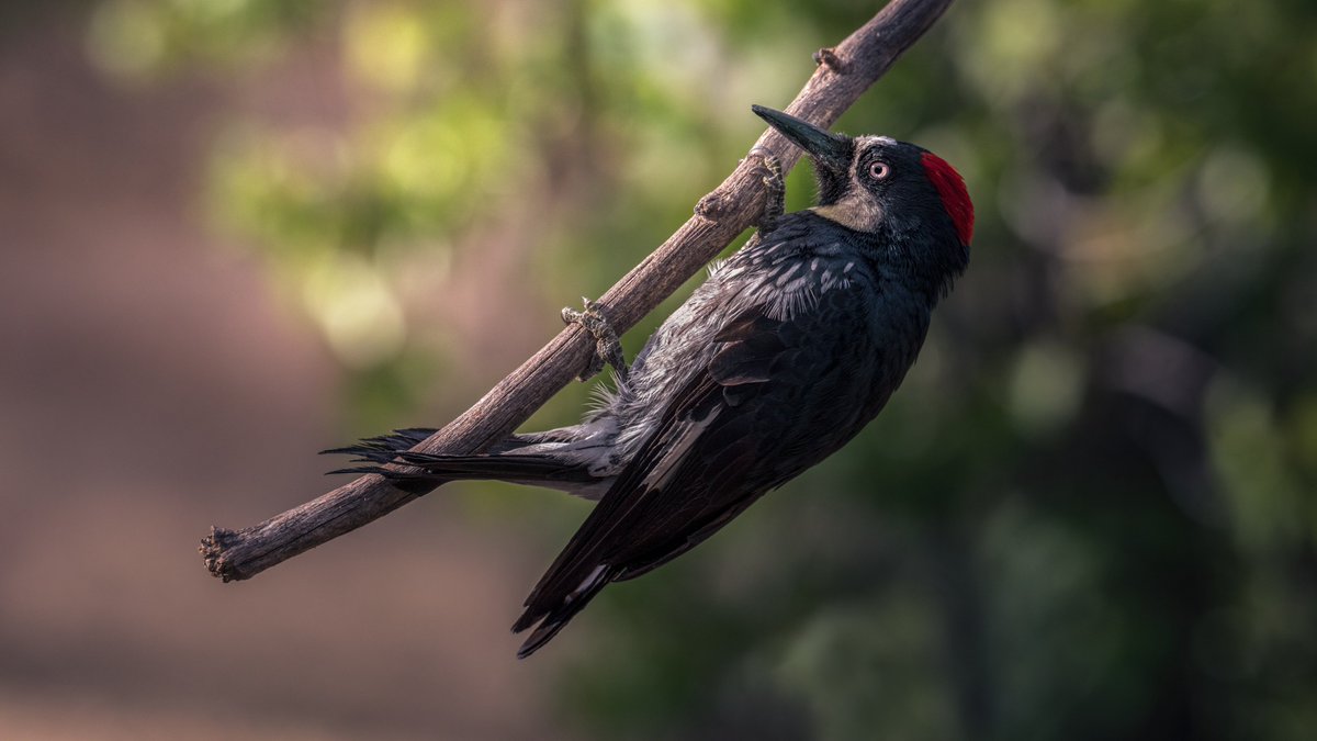 MarkHeathering3's tweet photo. Just Hanging Out

Acorn Woodpecker (Melanerpes formicivorus) Female

Summer 2022 - Brown Acres - Southern Oregon

#birdphotography #wildlifephotography #markheatheringtonphotography https://t.co/IEFEwrBOGG