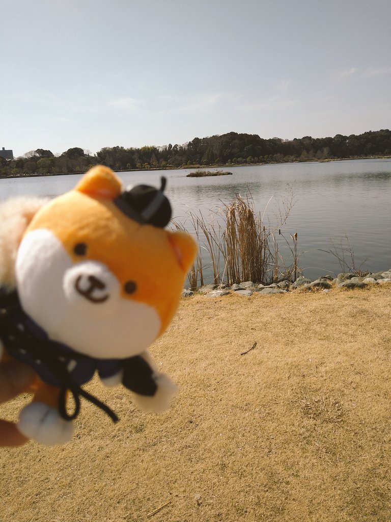 「さくらもきれいですあと、むかしのひとがおべんきょうしたこうどうかんにもきたぽり!」|カモナ🦆のイラスト