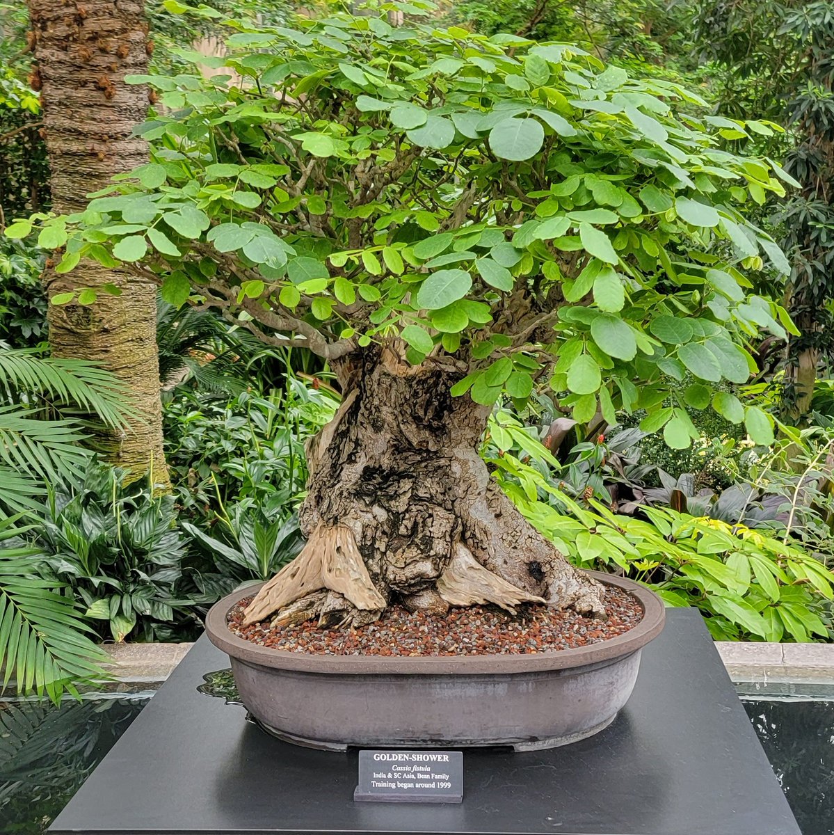 sparrowbytes's tweet image. Whoever named this tree is a little freak