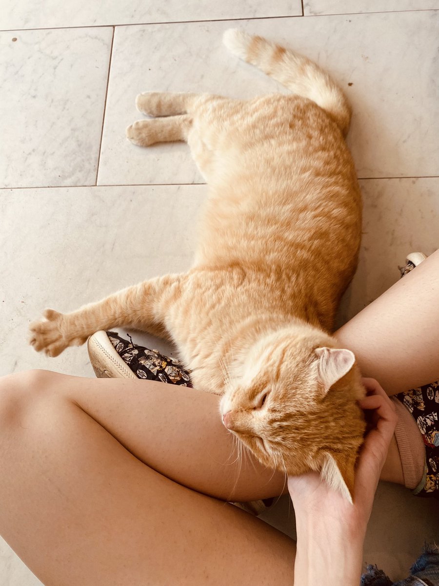 Honeypuckle's tweet photo. We have had a very cute lil fella show up on our doorstep, and I want to get him fixed and a proper checkup (see his handsome self in photos attached), so I am going to take a couple of chibis!

I am going to take three slots, at $60 each. Examples in reply! https://t.co/b6tUqgQppC