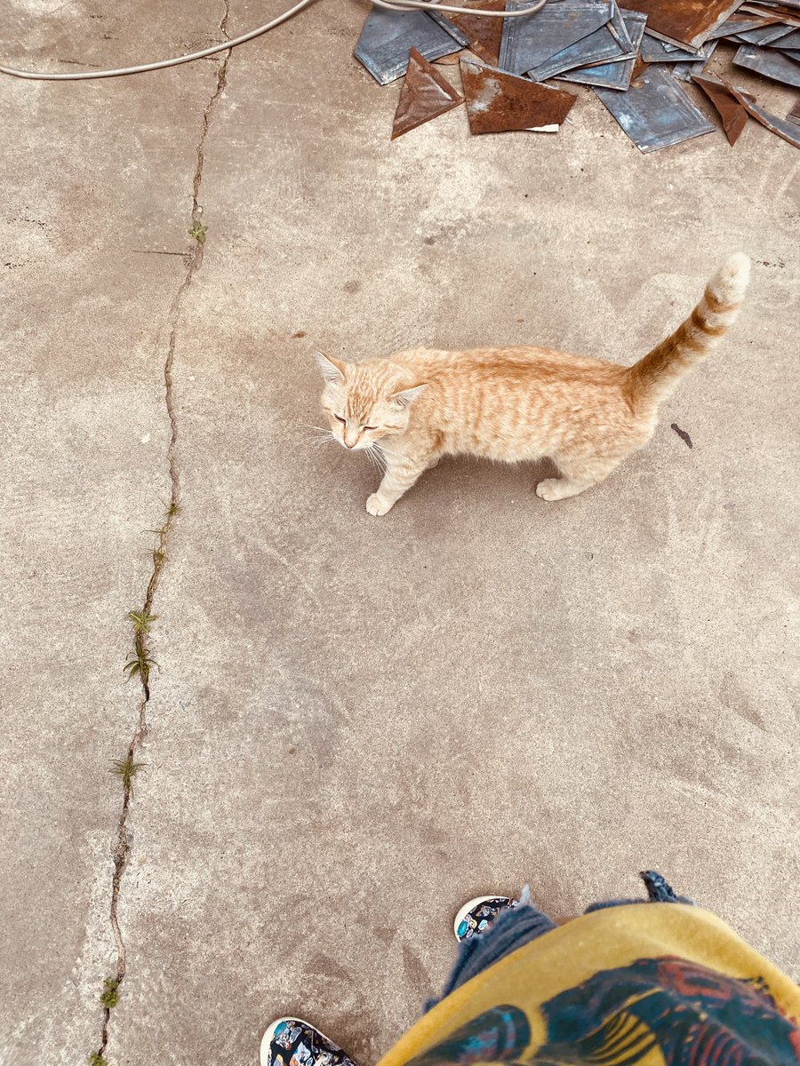 Honeypuckle's tweet photo. We have had a very cute lil fella show up on our doorstep, and I want to get him fixed and a proper checkup (see his handsome self in photos attached), so I am going to take a couple of chibis!

I am going to take three slots, at $60 each. Examples in reply! https://t.co/b6tUqgQppC