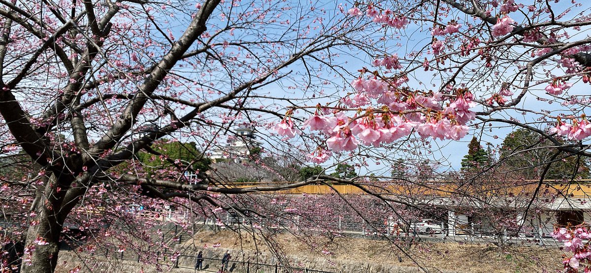 「旦那と掛川桜のお花見いってきた。まだ7分咲きくらいかなー 」|水瀬るい@Skebと絵の仕事募集中のイラスト