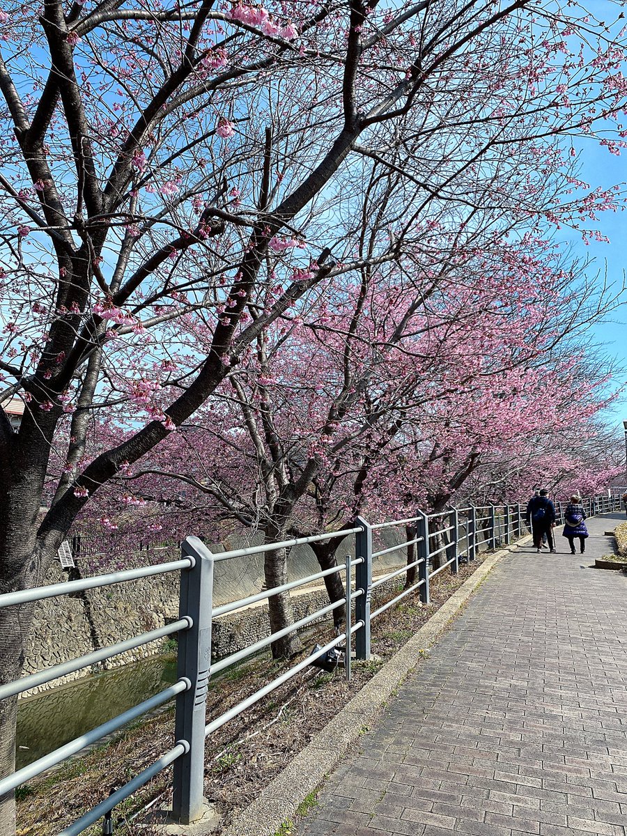 「旦那と掛川桜のお花見いってきた。まだ7分咲きくらいかなー 」|水瀬るい@Skebと絵の仕事募集中のイラスト