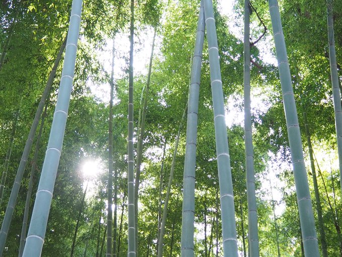 「bamboo forest outdoors」 illustration images(Latest)