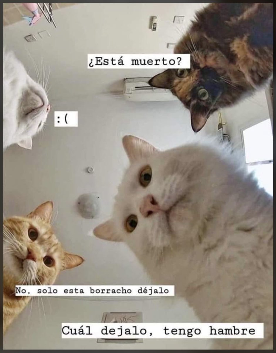 Dr_Otorongo_'s tweet image. Michis