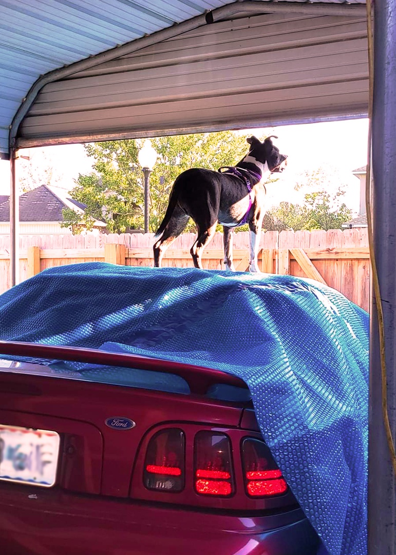 myrabidreality's tweet photo. Join Claude on the lookout for the newest #DogDiaries episode, dropping tomorrow only on #RabidReality! @VRC_Pitbull 

#DogLover #YouWatchTheyEat #TiaTorres #VRC #VillalobosRescueCenter #VillalobosRescue https://t.co/xlrmIHj3CP