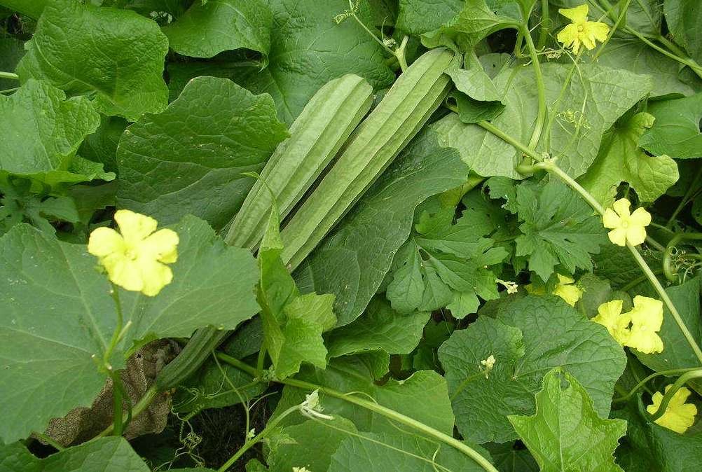 NaturallySudha's tweet photo. What is #Dietaryfiber?
Known as roughage, it increases the weight/size of our stool &amp; softens it. Bulky stool is easier to pass &amp; helps in #constipation. Solidifies loose stools as it absorbs water &amp; adds bulk to it.
#RidgeGourd is a #vegetable rich in dietary fiber.
#HealthyFood https://t.co/5lM9liZhpp