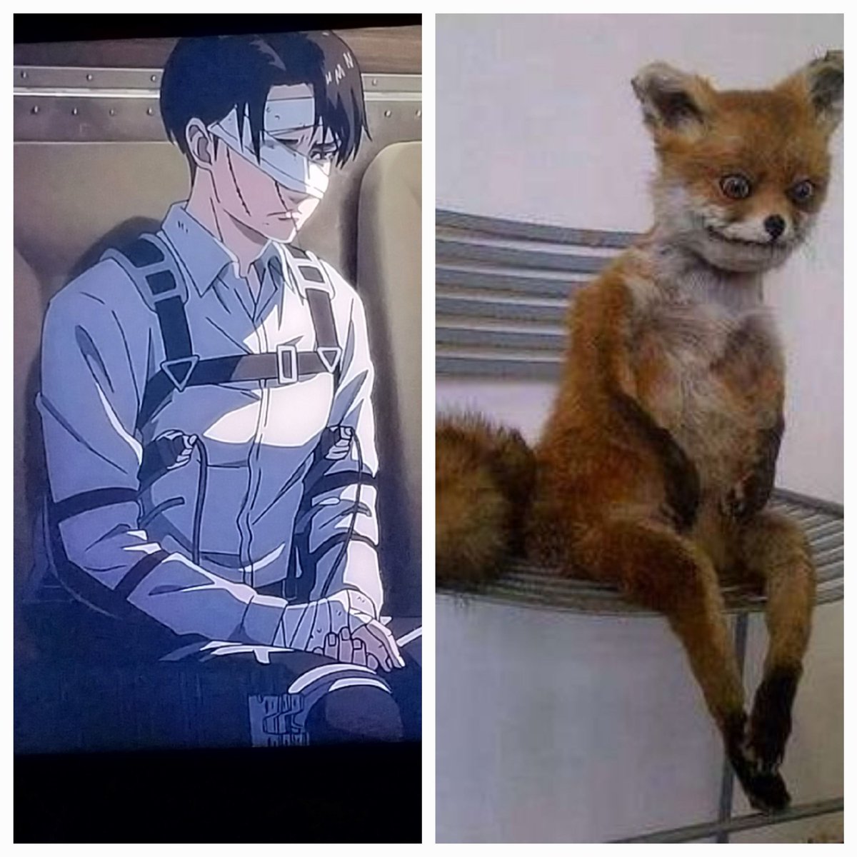 denacat90's tweet photo. Yo en estos momentos viendo shingeki #ShingekiNoKyojin #shingeki https://t.co/myLibDfHUa