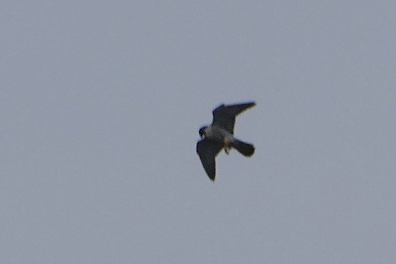 Late afternoon peregrine chasing grey partridge and pigeons near home. Its unseen approach was given away by a Mexican wave of panicking birds fleeing woods and hedgerows.
#birding #LocalBigYear #Norfolk  #nature