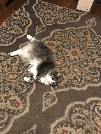 debbie_brick's tweet photo. Come Home to Purina Cat Chow with the comfort of trusted nutrition that fits your cat's needs, lifestyle, and taste preferences! #CatChowCompleteSalmon #FurBuddies #ad https://t.co/y81Rp7t2WQ https://t.co/dU6iVZT83b