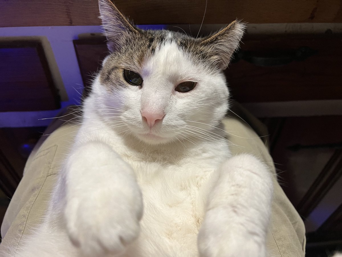 OhRatboy's tweet photo. I requested treats and belly rubs Caturday ⁦@LisaLoeb⁩ ⁦@LilandMad⁩ ⁦@laurenevemay⁩ ⁦@SimonsCat⁩ ⁦@EvilLoeb⁩ ⁦@AURORAmusic⁩ ⁦@AngelOlsen⁩ #Caturday #twittercats https://t.co/hw6Xuq31Xk