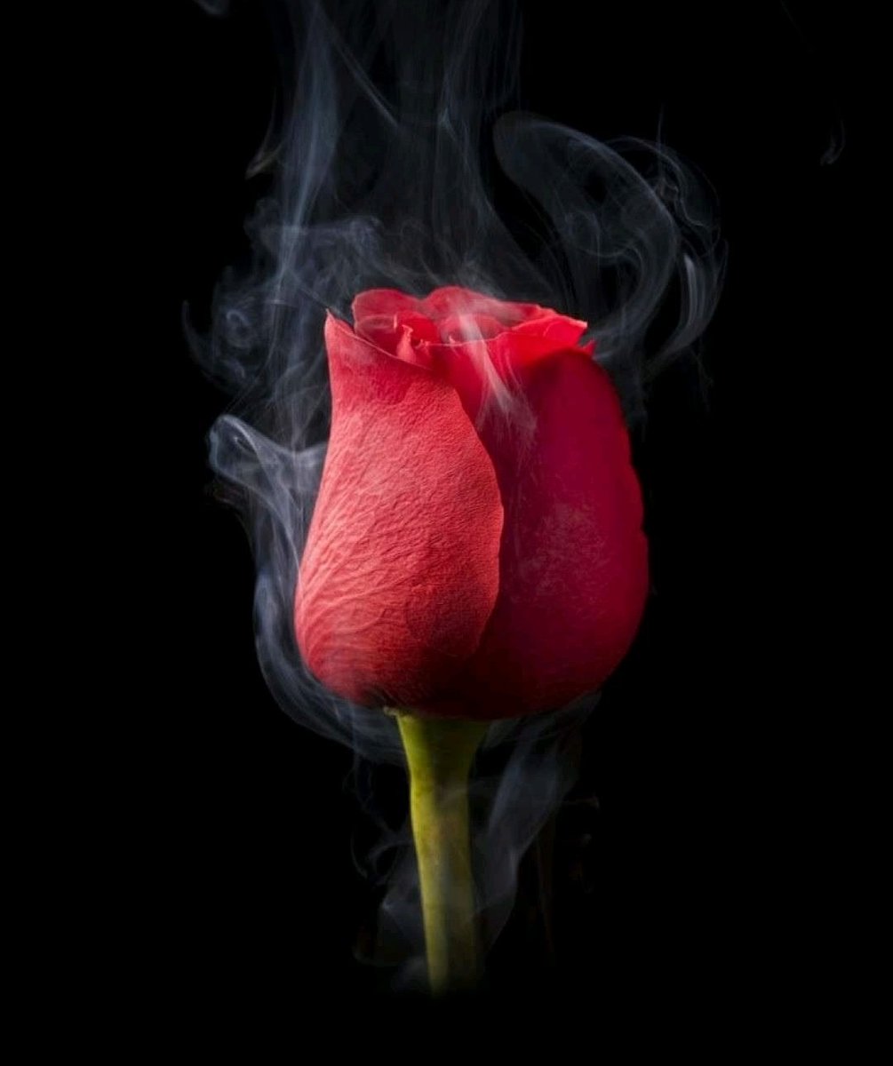 صباح الخير لكل الأشياء التي تصنع صباحيات جميلة 🕊