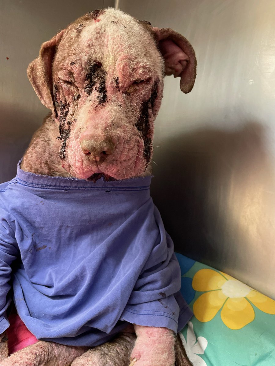 Pit of Our Souls Rescue tweet media