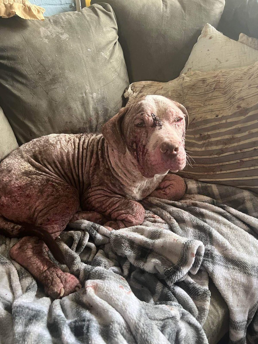 Pit of Our Souls Rescue tweet media