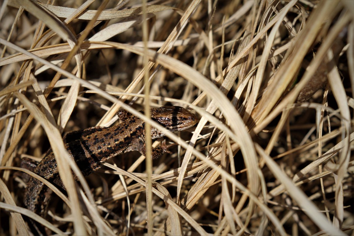 Common lizards of #Ashdownforest
Plenty of reptiles seen on Thursday 02/03/23
All recorded via the ARG Record Pool 🦎🐍
#Sussex