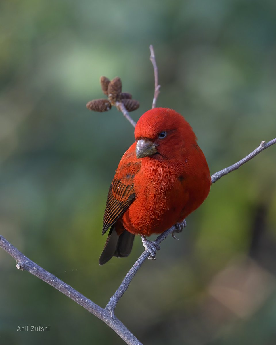 Scarlett finch #Birds #birdphotography #Indiaves #natgeoindia #birdwatching #Nikon #HimalayanBirds #BirdsofIndia #BirdsSeenIn2023