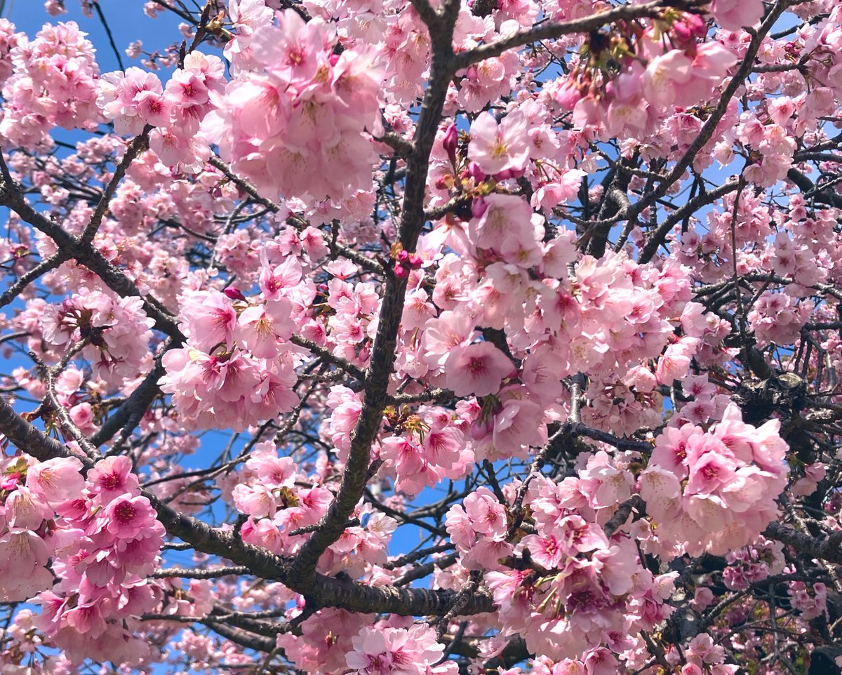 cherry blossoms no humans tree scenery sky blue sky outdoors  illustration images