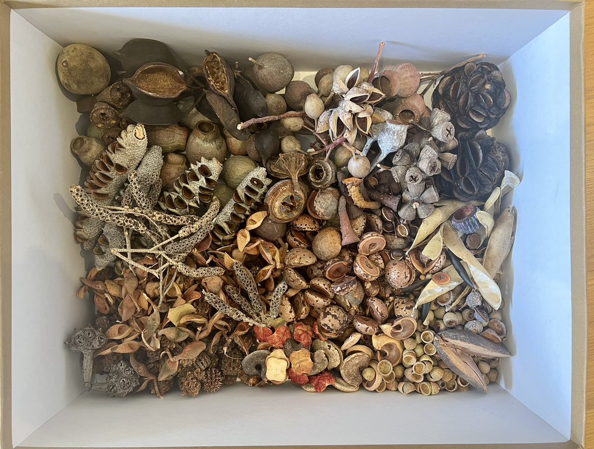 RebeccaLucas's tweet photo. This week in Kinder & Prep we will read #ASeedIsSleepy, sort seeds and pods, and maybe learn the common names of some Australian Native trees and bushes. Planning to make more cards soon, with name and photo of the plants in flower or fruit. #EcologicalKnowledge #BooksAndNature https://t.co/o0w6dP30BS