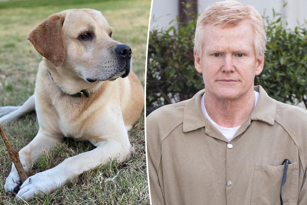 nypost's tweet photo. โBubba solved the caseโ: Murdaughsโ dog now living with a trial witness https://t.co/W5dptNngOl https://t.co/phmBNv48pA