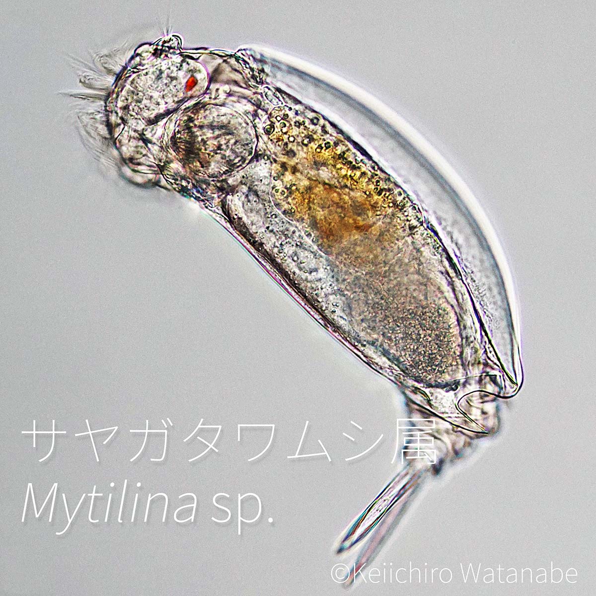 Rotifer　形の変わった虫 サイトウ (@photo071015) / X