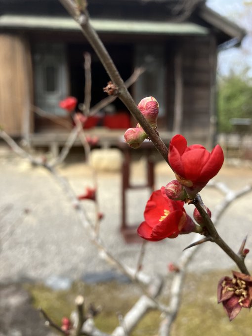 【ワガハイの学芸メモ📝】「森鷗外・夏目漱石住宅」前では木瓜（ぼけ）の紅い花が咲き始めているぞ✨ぜひご覧くださいなのだ😺✨