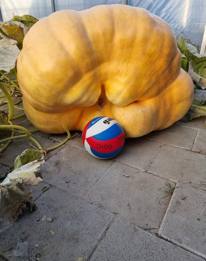reerink's tweet photo. 2022 hebben Jeroen en ik een wedstrijd gedaan. Op de foto de winnende pompoen van Jeroen.
Op facebook hebben we nu een pagina waar we zaden uitdelen aan mensen in de omgeving van Oldemarkt.
Wil je ook graag mee doen doe een pb'tje.
Of kijk op Facebook:
De grote pompoen kwekers https://t.co/pN7IjXSVbe