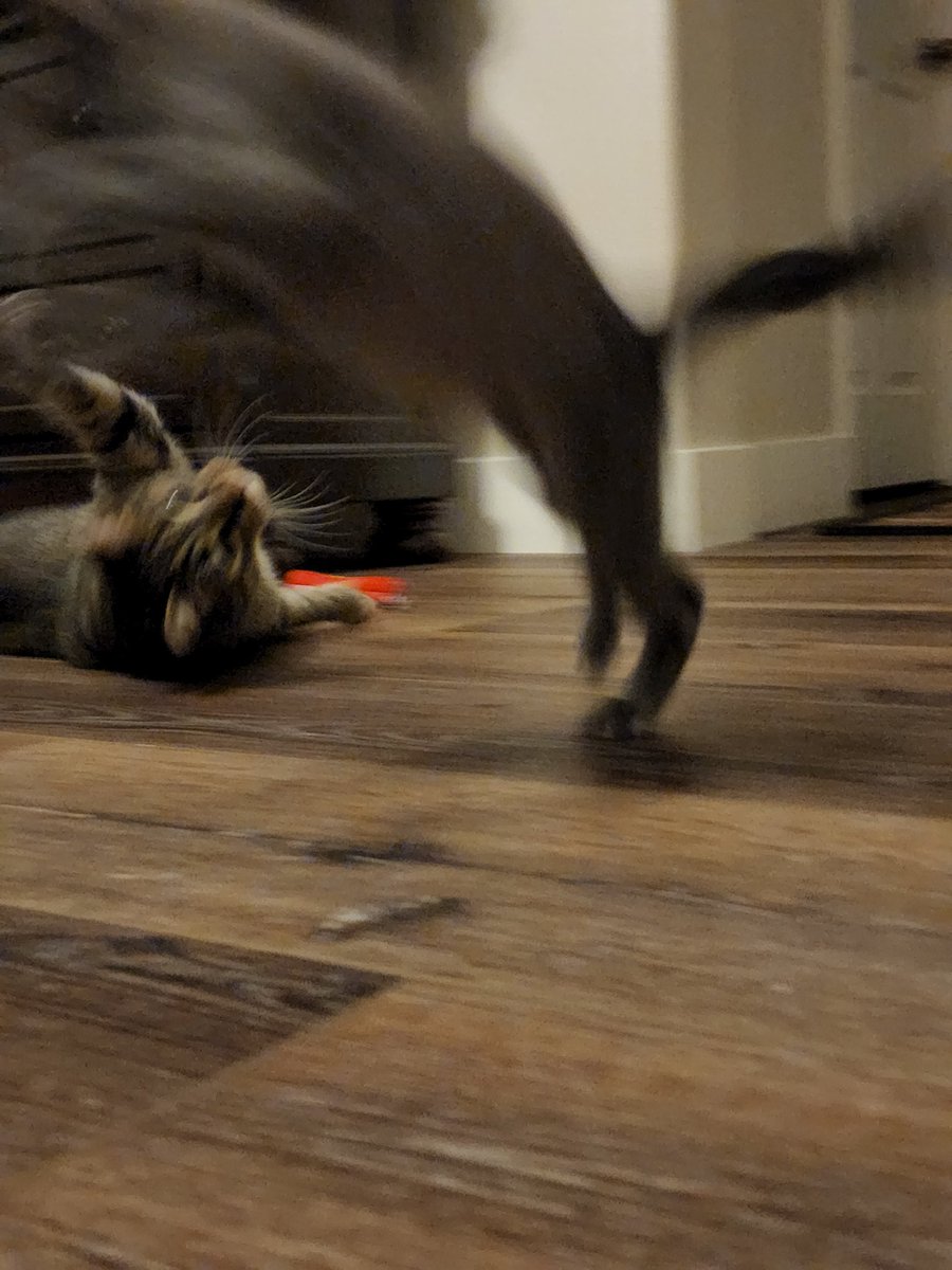 @mxmorggo Sorry for the blur. This was the first time my cat met this kitten & I truly never expected the friendship that they have. I had never seen my cat so excited to play with another cat and it warms my heart hearing them scramble around the house. We have 5 cats. This his only love.
