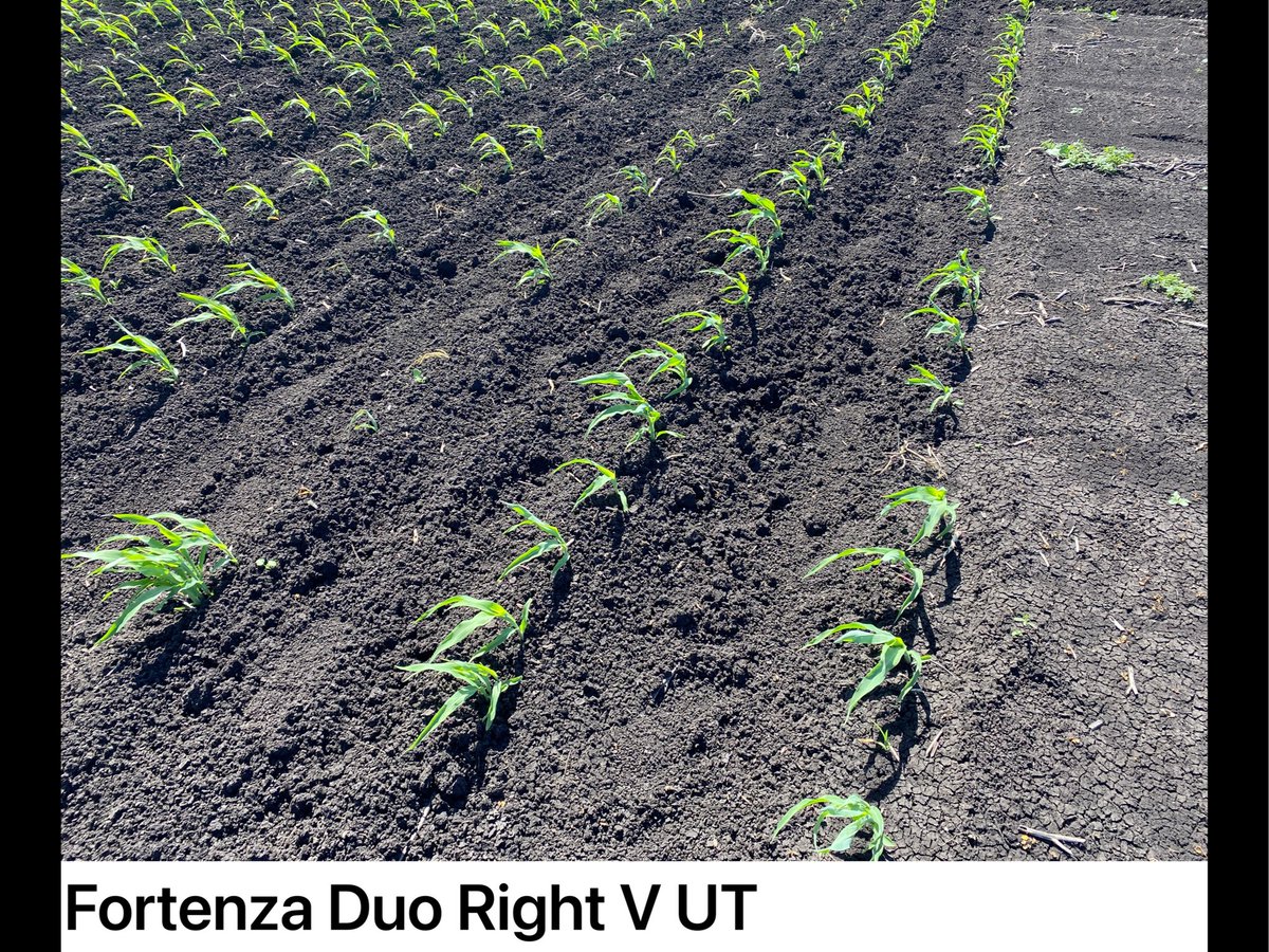 Fortenza Duo seed treatment doing a good job protecting the seedling maize up to the 2-3 leaf stage. Dry conditions since planting. Fortenza Duo+banding of insecticide with high water rates almost perfect protection. UT plots up to 100% infested and starting to lose seedlings