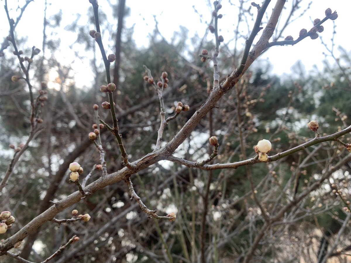 매화가 필락말락