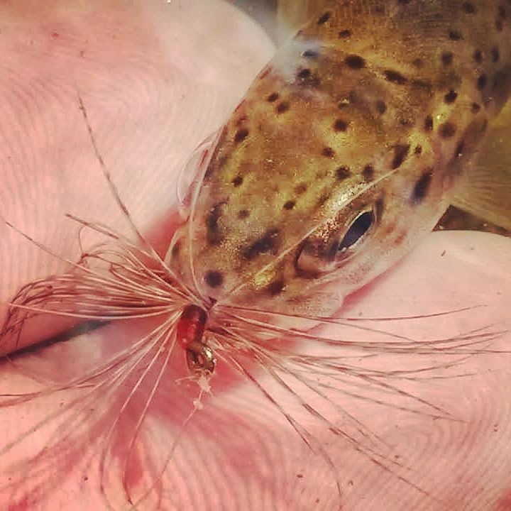TenkaraAngler's tweet photo. He got a mouthful.
tenkara #テンカラ #fixedlineflyfishing #flyfishing #フライフィッシング #tenkaraangler #trout #トラウト #mountainstreamfishing #kebari #毛鉤 #photooftheday #fishing #water #fish https://t.co/z8ds5xri3B https://t.co/3QBDGbycQu