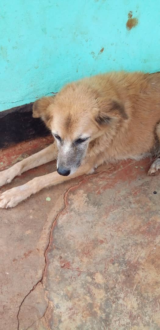 combined dog rescue tweet media
