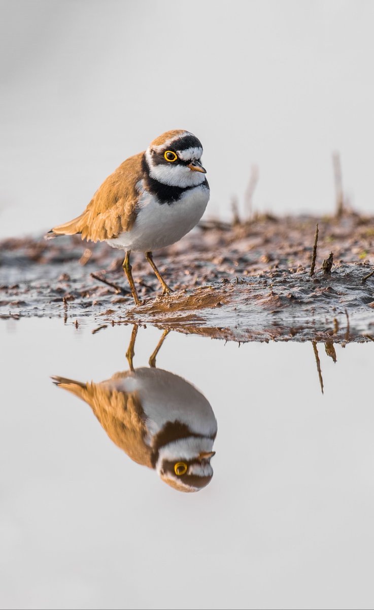 Natural mirror !

Little ringed Plover at Head works of Marala, Sialkot