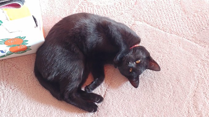 居間でくつろいでるココちゃん
これから病院に連れていかれるということを彼女はまだ知りませんw 