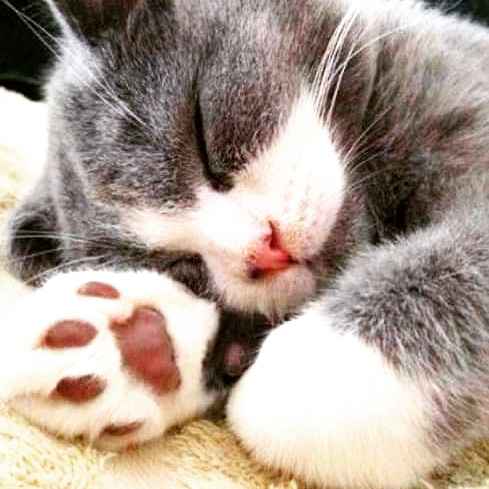 deliciousanko's tweet photo. #アドビにゃん
#写真部門
#にゃん
#猫好きさんと繋がりたい 
#ネコカフェ通い https://t.co/TvpUgOIbsg