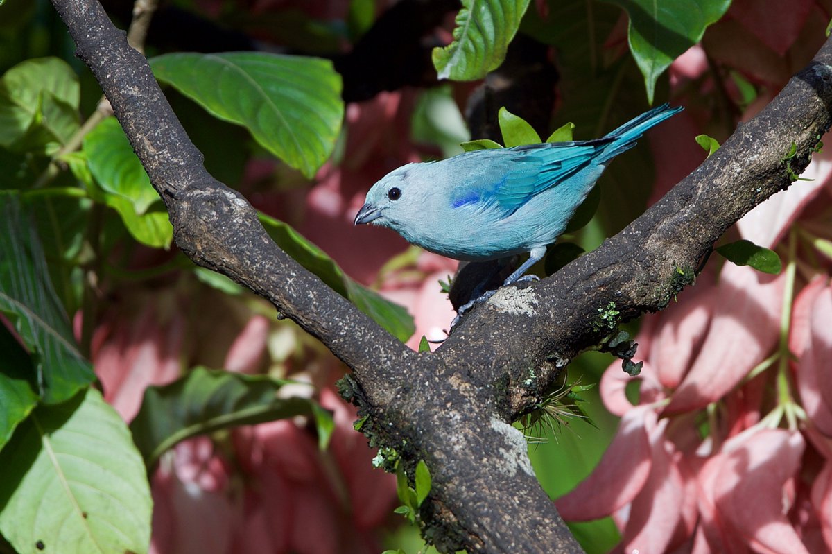 Bird of the day Blue gray tanager - One should not fear death, but that one will never begin to live. Marcus Aurelius