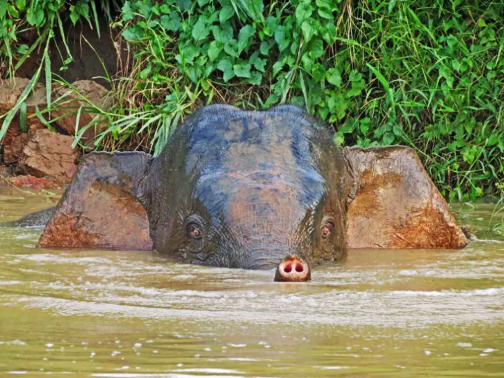 Mit dem Tod habe ich nichts zu schaffen. Bin ich, ist er nicht. Ist er, bin ich nicht. Epikur von Samos The Borneo pygmy elephant, is a subspecies of Asian elephant (Elephas maximus) that inhabits northeastern Borneo, in Indonesia and Malaysia.