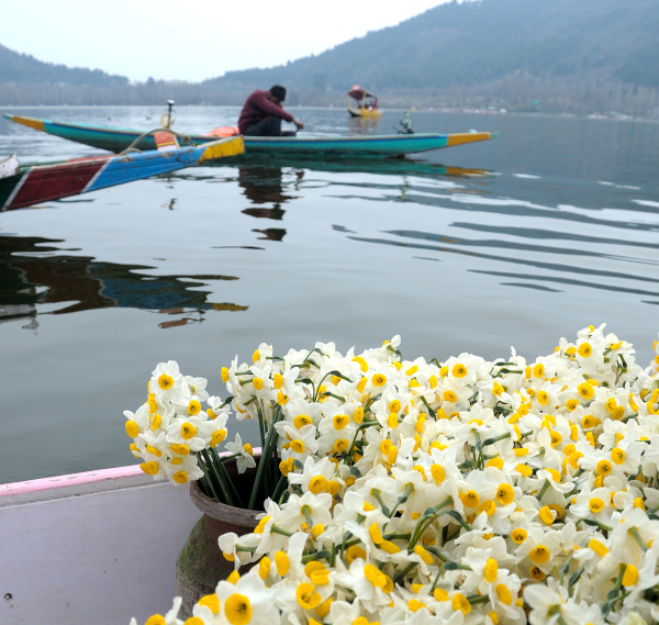 prernao2's tweet photo. Hazaron saal nargis apni benoori pe roti hai,
badi mushkil se hota hai chaman mein deedawar paida.
– #AllamaIqbal #Shair #Kshmir #KashmirTourism They sell them on the boats at the #DalLake https://t.co/hLLWfOFbGP
