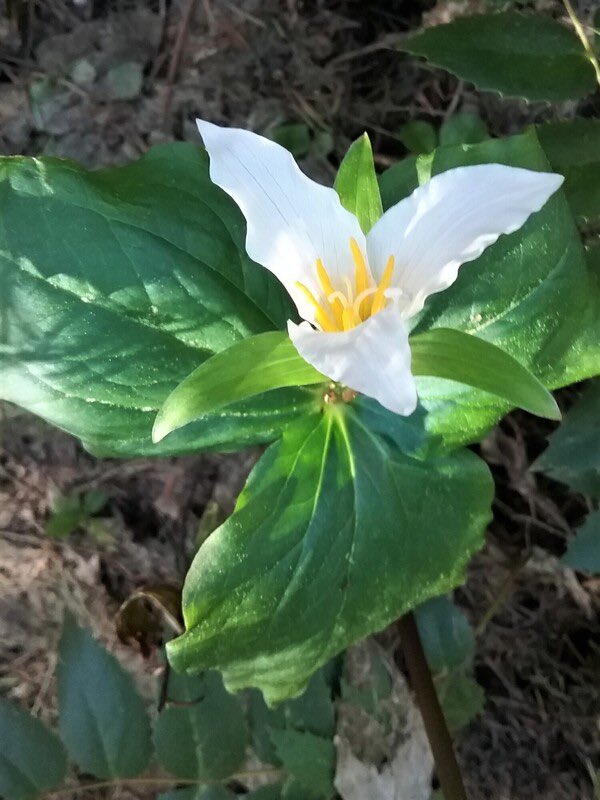 DeborahMitchell's tweet image. Sight Psalm for March 4, 2023

TRINITY upperroom.org/sight_psalms/6…

"Holy, holy, holy, merciful and mighty! God in three persons, blessed Trinity!" — Reginald Haber

Photo by Annis Henson

#thetrinity #threeinone #sightpsalms #upperroom