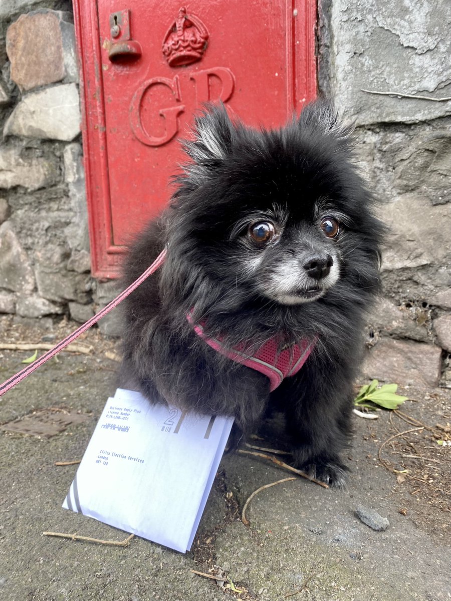 Dr Bonnie Venter 🍉 (@theorganogress) on Twitter photo Lily Bear sending off our votes ✊even got the pink harness to match 💕
<a href="/martha_scanlon/">Martha Scanlon</a>
#UCUrising #VoteYes Lily Bear sending off our votes ✊even got the pink harness to match 💕
<a href="/martha_scanlon/">Martha Scanlon</a>
#UCUrising #VoteYes