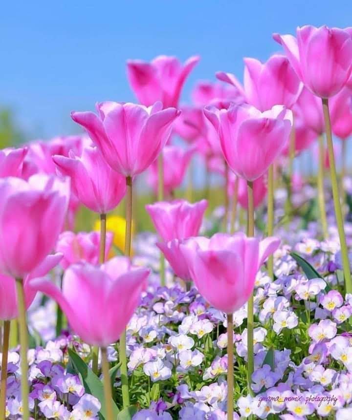 Beautiful day &amp; Fantastic weekend ⟫❀✧♡✧❀⟪